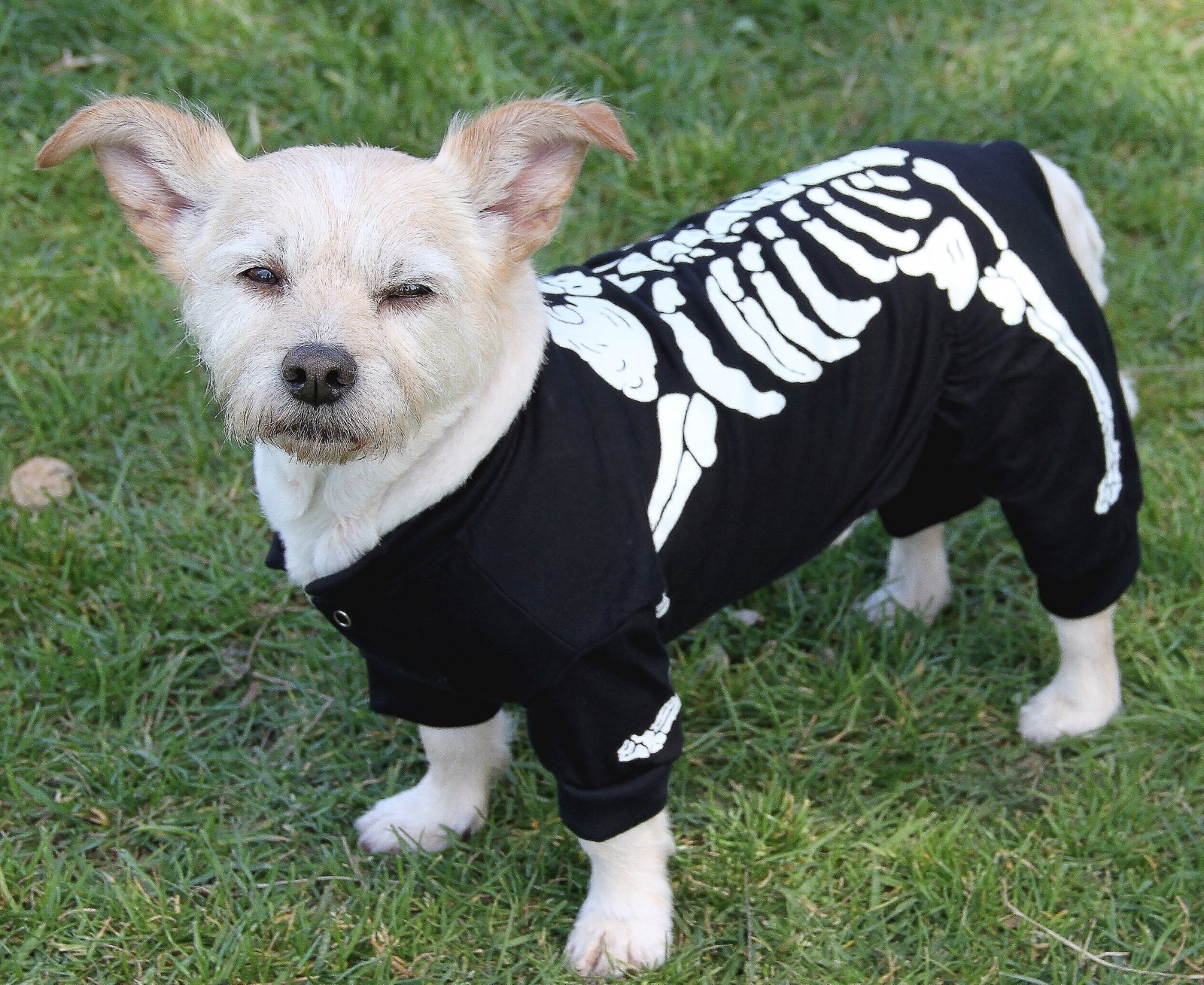 Glow in the Dark Skeleton Dog Costume for Halloween