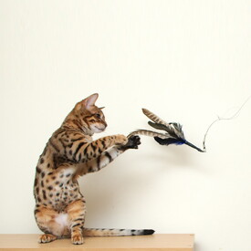 Go Cat Da Bird Original Swivel Cat Feather Teaser image 0