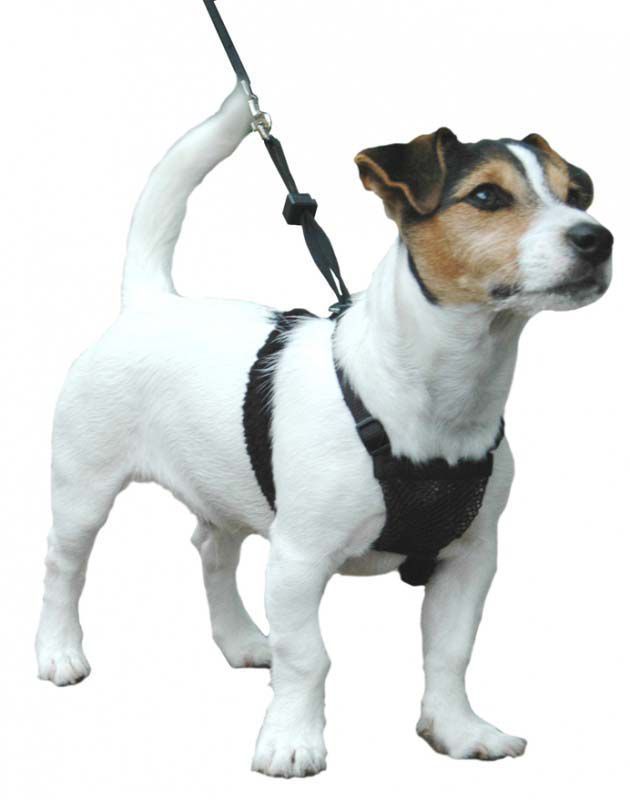 Sporn Halters 54