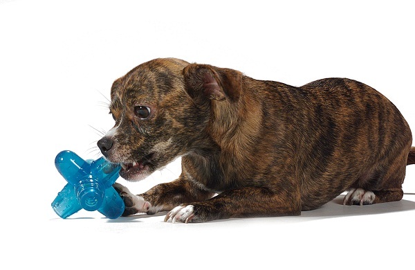 ТОП самых неубиваемых игрушек для собак — gavtorg.com