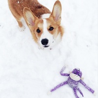 Zippy Paws Spencer the Crinkle Monkey Long Leg Plush Dog Toy - Purple image 1