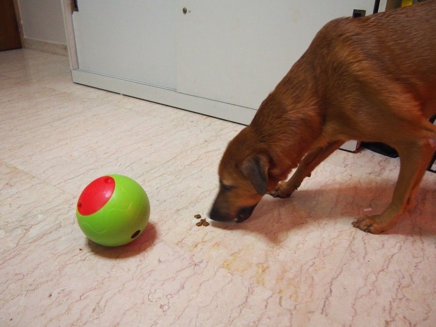 Foobler Automatic Treat Dog Toy with Timer Interactive Dog Toy