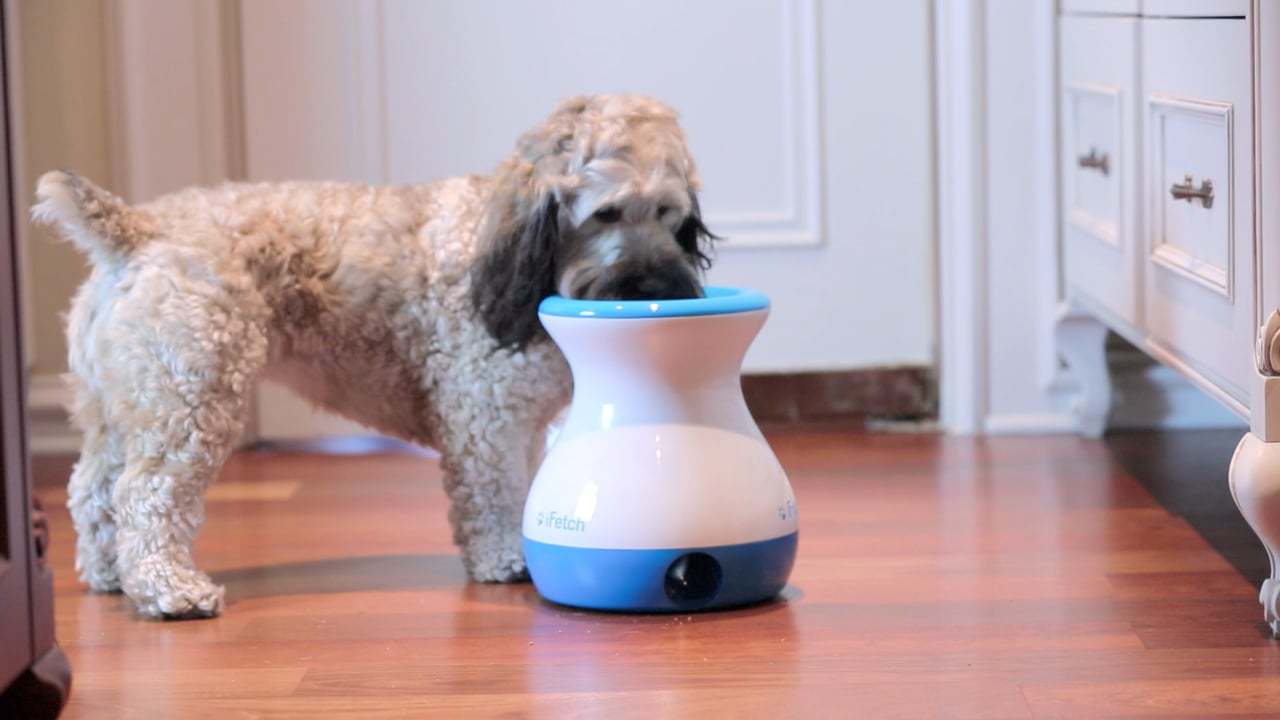 iFetch Frenzy The Latest Interactive Game for Dogs