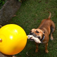 Aussie Dog Home Alone Hanging Treat Dispensing Dog Toy - Large image 6