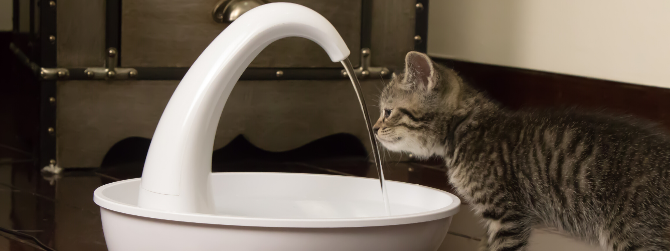 Why do pets need a water fountain? logo