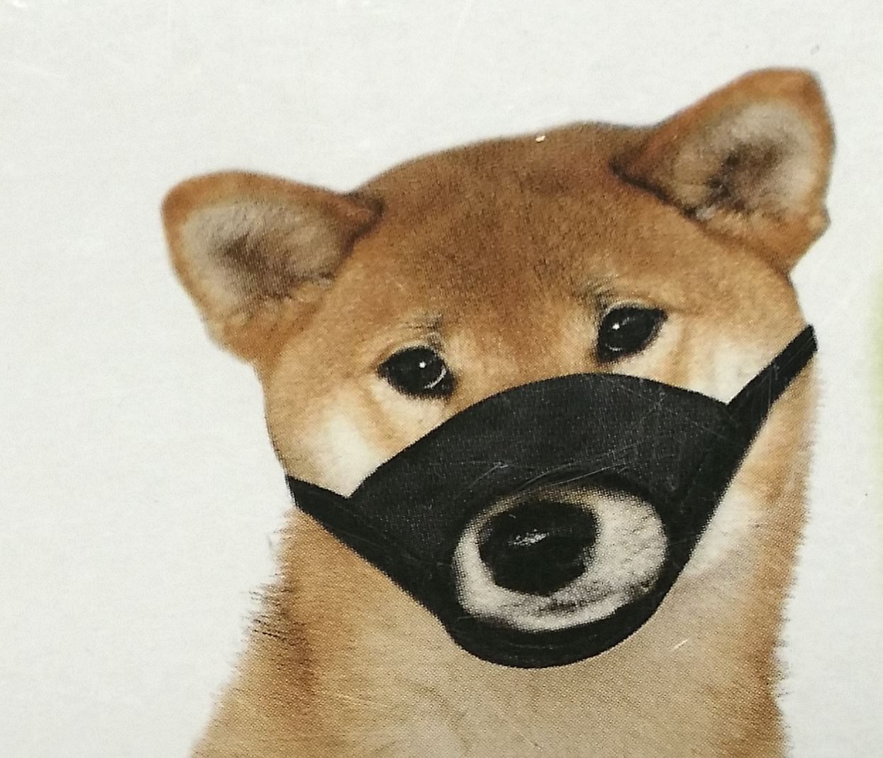 Yours Droolly "Play Safe" Soft Dog Muzzle image 0