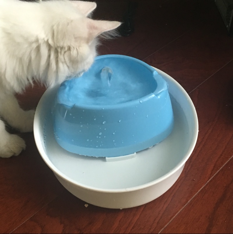 water fountain for cats petco