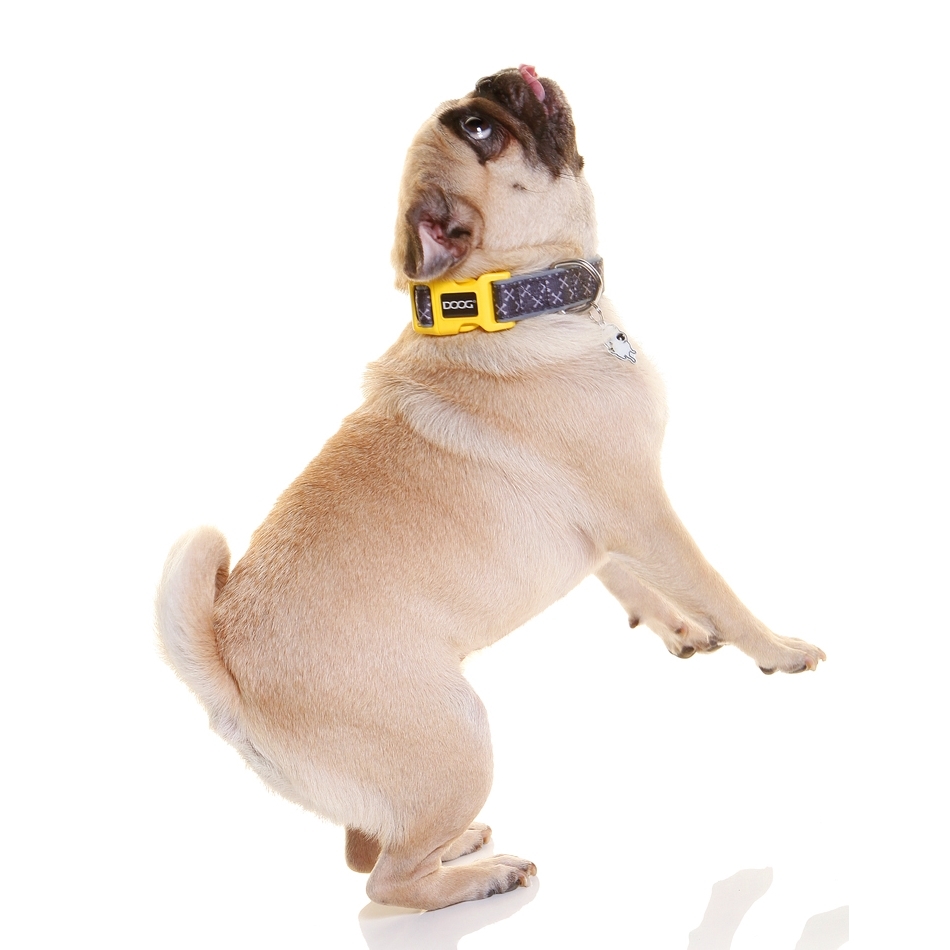 doog dog collar