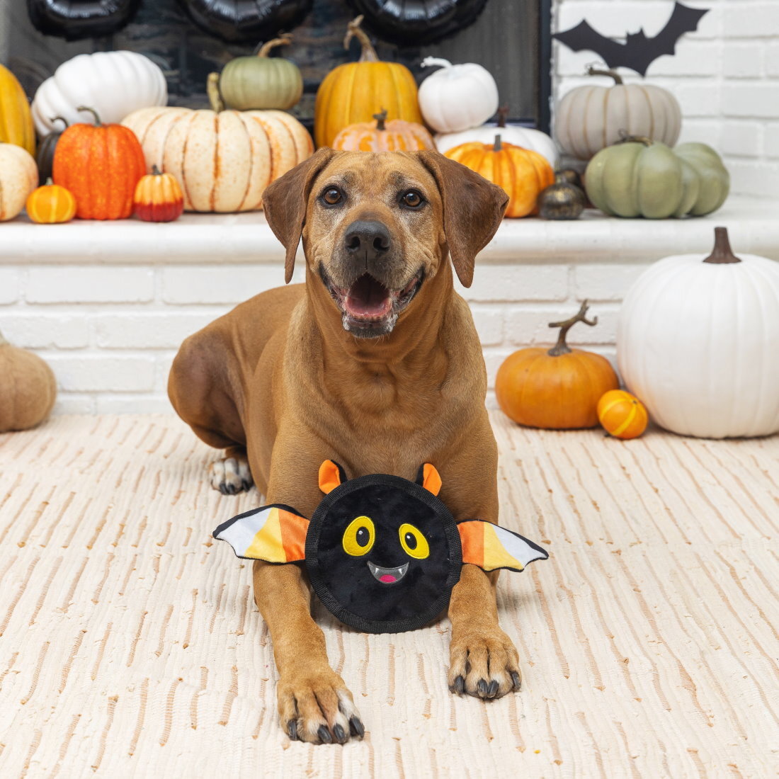 Fringe Studio Halloween Plush Squeaker Dog Toy - Bat's The Way It Is image 0