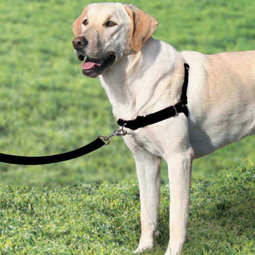 gentle leader easy walk harness