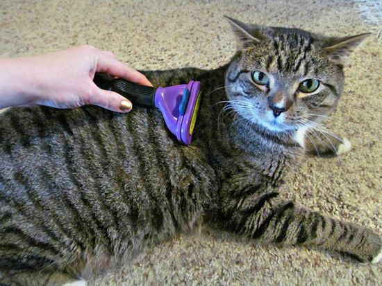 Furminator Cat Hair Deshedding Tool Brush For Small Cats Long Or