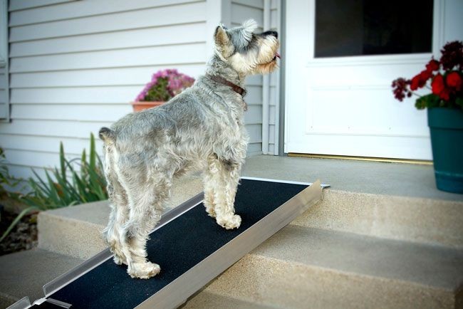 deluxe telescopic dog ramp by solvit