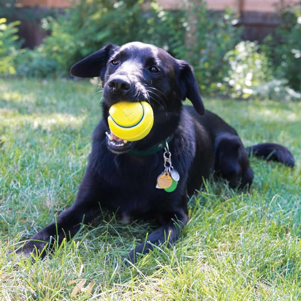 KONG Squeezz Durable Non-Tox Squeaker Ball Dog Toy image 0