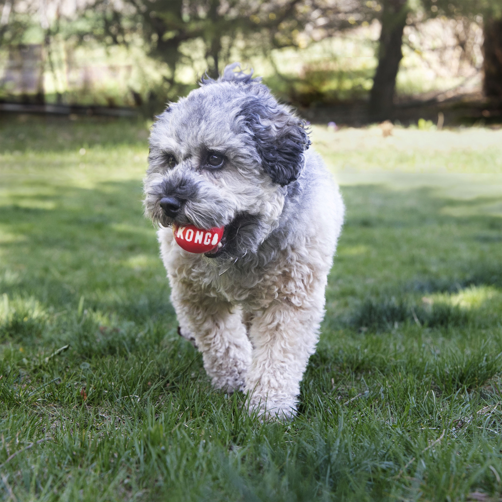 KONG Durable High Bounce Signature Dog Fetch Balls 2-pack - Medium - 3 Unit/s image 0