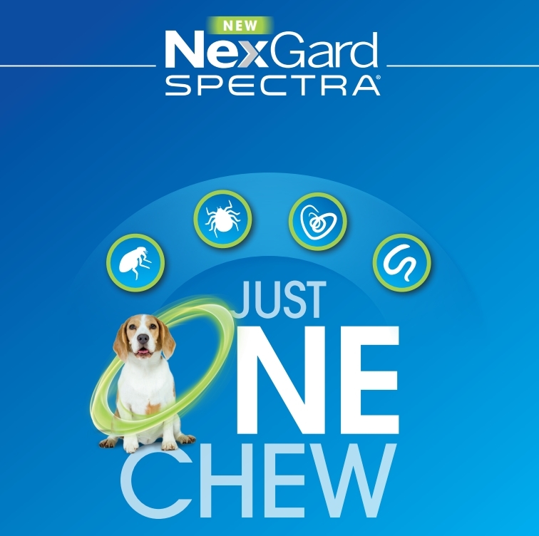 32 Best Images Nexgard Spectra For Puppies : Nexgard Spectra Review Warnings Uk Australia The Truth About Nexgard Spectra Advisoryhq