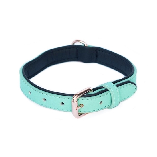teal dog collars