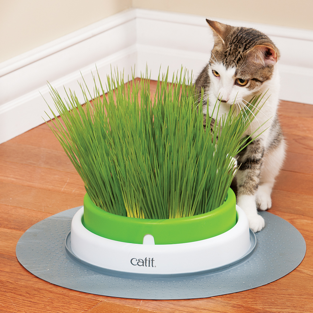 Catit 2.0 Cat Grass Planter Kit with Starter Grass Pack image 0