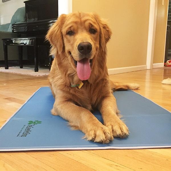 green pet shop cooling pad
