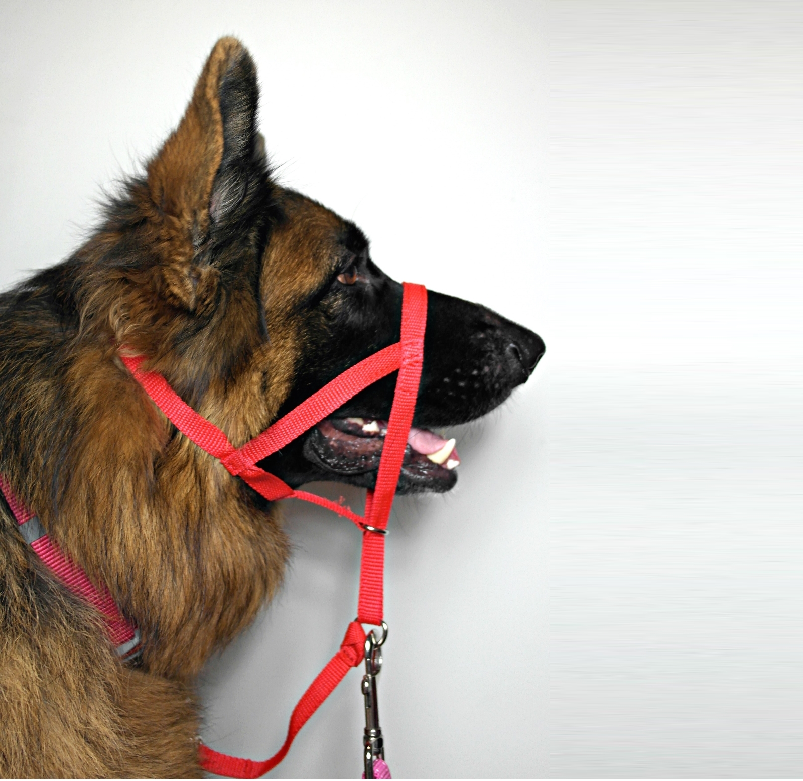 Halti Head Collar Harness with chin strap for Dogs that
