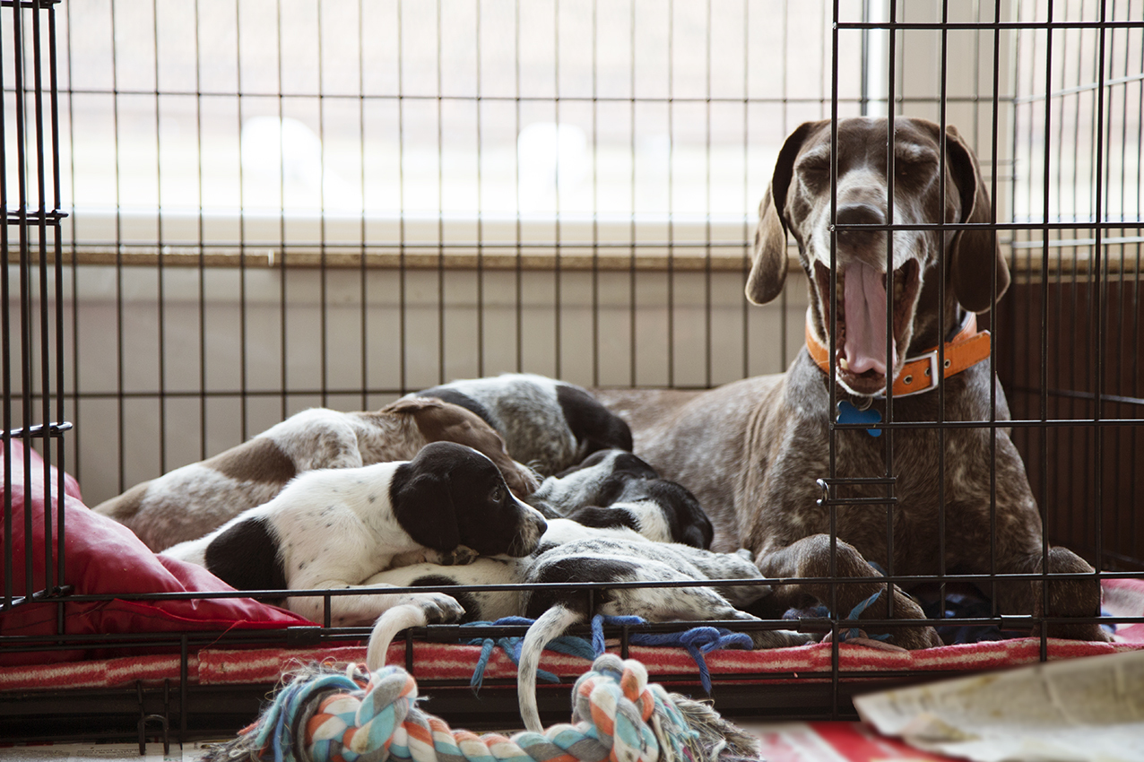 contour midwest crate