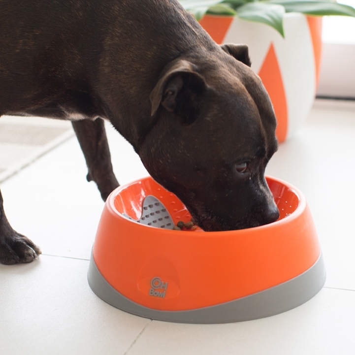 Cleaning dog bowls clearance