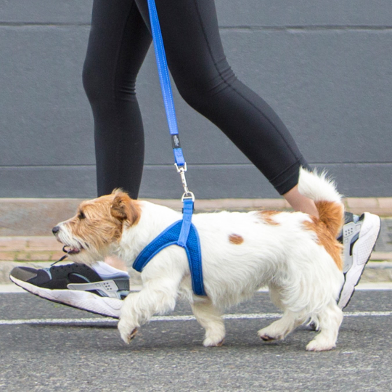 Rogz Fast Fit Ergonomic StepIn Dog Harness Black eBay