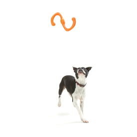 West Paw Bumi Tug & Fetch Zogoflex Dog Toy image 9