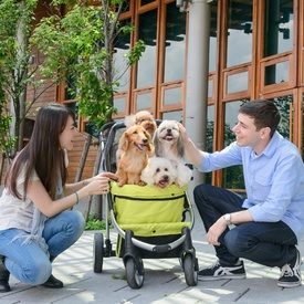 Ibiyaya Collapsible Elegant Retro I Pet Stroller for Cats & Dogs up to 35kg - Green image 10