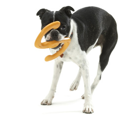 West Paw Bumi Tug & Fetch Zogoflex Dog Toy image 10