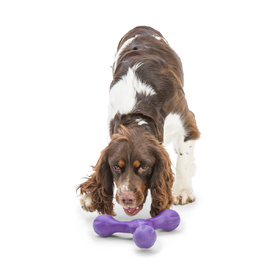 West Paw Skamp Flyer-Inspired Fetch Dog Toy in Bright Colours image 10