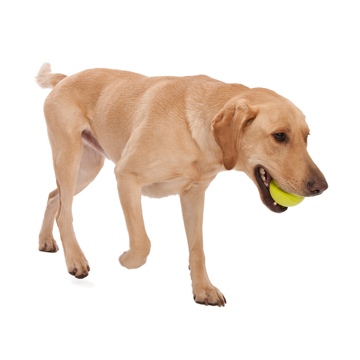 West Paw Jive Zogoflex Fetch Ball Tough Dog Toy image 11