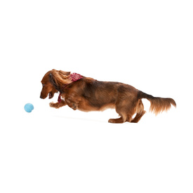 West Paw Jive Zogoflex Fetch Ball Tough Dog Toy image 12