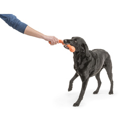 West Paw Zwig Tug & Fetch Stick Dog Toy - Guaranteed Tough image 13