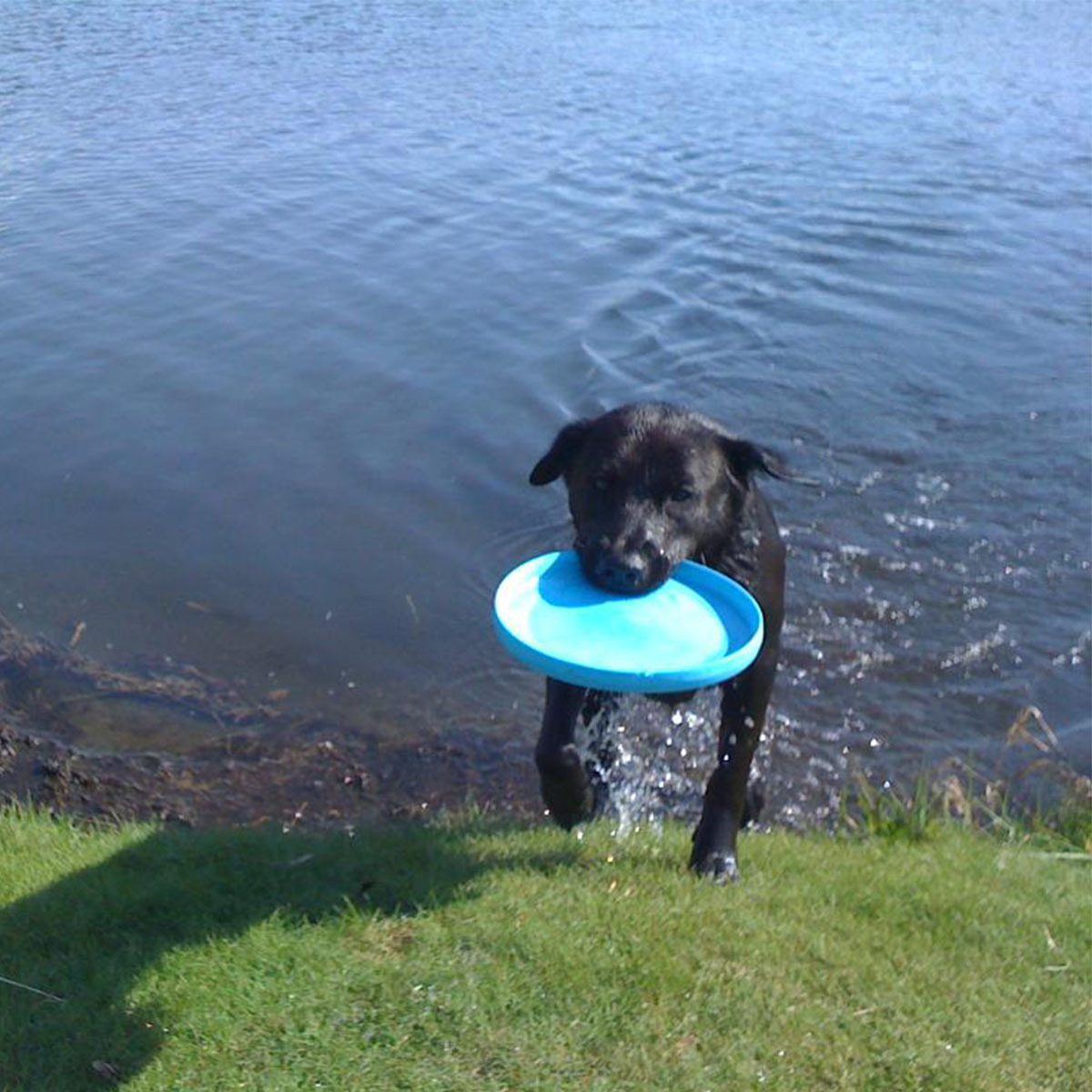West Paw Zisc Flying Disc Fetch Dog Toy image 14