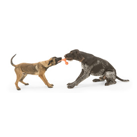 West Paw Skamp Flyer-Inspired Fetch Dog Toy in Bright Colours image 14