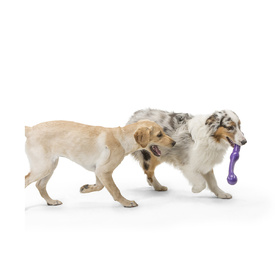 West Paw Zwig Tug & Fetch Stick Dog Toy - Guaranteed Tough image 14