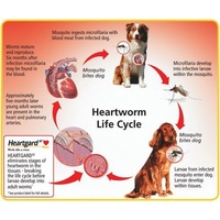 Heartgard 30 Plus Chews for Medium Dogs 12-22kg Green (6s) image 0
