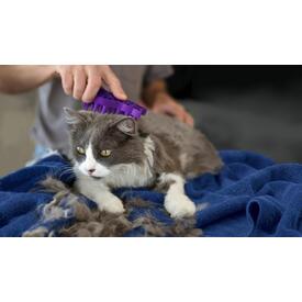 KONG ZoomGroom Silicone Cleaning Brush for Cats image 0
