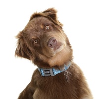 Doog Neoprene Clip Dog Collar - Snoopy - Blue & White Spots [Size: Small] image 0