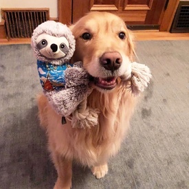 Fringe Studio Slown' Down For Summer Sloth on a Rope Dog Toy image 0