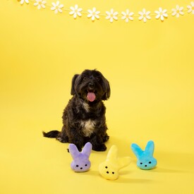 Fringe Studio Plush  Set of 3 Mini Dog Toys - Chillin' With Some Bunnies image 0