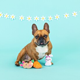 Fringe Studio Plush  Set of 3 Mini Dog Toys - Can't Stop The Hop image 0