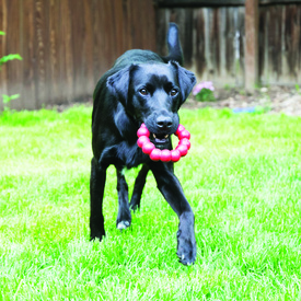 KONG Natural Red Rubber Ring Dog Toy for Healthy Teeth & Gums - X-Large image 0