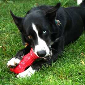 4 x KONG Beezles Squeaker & Rattle Fetch Bone Dog Toy Assorted Colours image 0