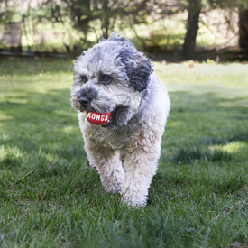 KONG Durable High Bounce Signature Dog Fetch Balls 2-pack image 0