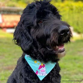 Max & Molly Bandana for Cats & Dogs - Kiwi image 0