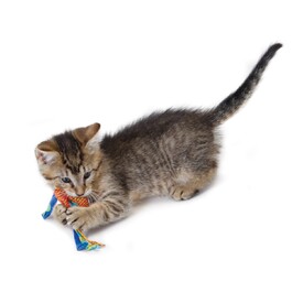 Petstages Dental Health Textures Chews Cat Toys with Catnip - Pack of 2 Toys image 0
