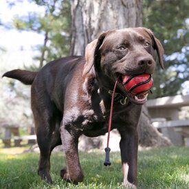 3 x KONG Wavz Bunjiball - Toss & Fetch Ball for Dogs in Assorted Colours - Medium image 0