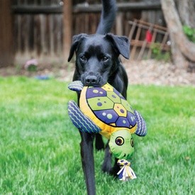 KONG Aloha Turtle Canvas Squeaker Tug Dog Toy image 0