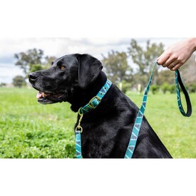 Anipal Kylo The Koala Brass & 100% Recycled Dog Collar image 0